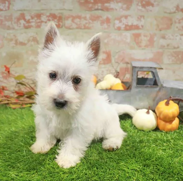 Male West Highland White Terrier puppy named Sailor for sale at Waggles Charlotte.