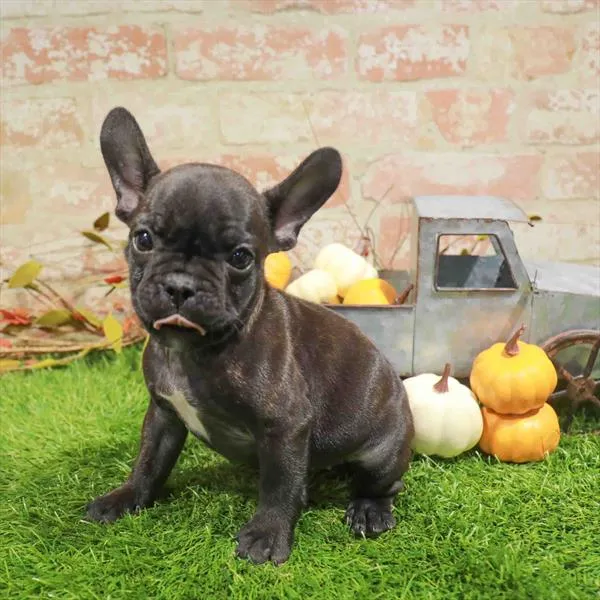 Female French Bulldog puppy named Mila for sale at Waggles Charlotte.