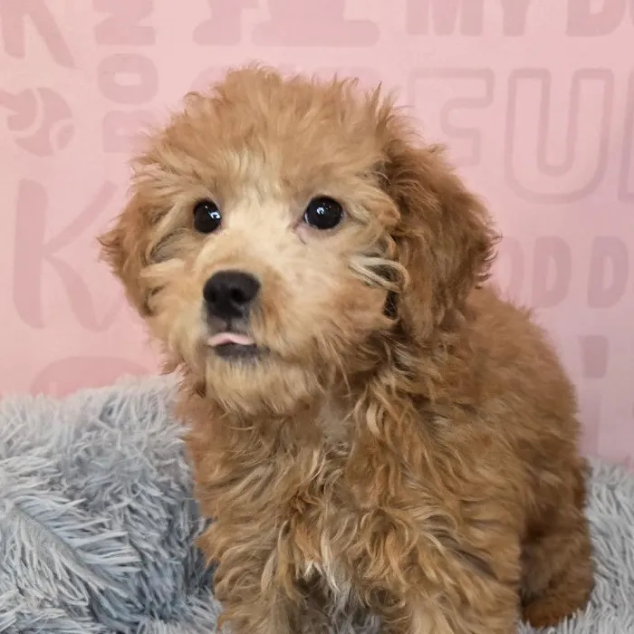 Female Goldendoodle puppy named Olive for sale at Waggles Raleigh.