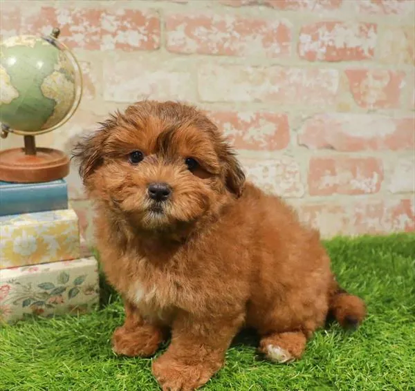Male Shipoo puppy named Leroy for sale at Waggles Charlotte.