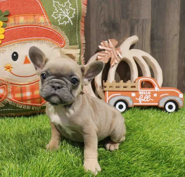 Female French Bulldog puppy named Honey for sale at Waggles Greensboro.
