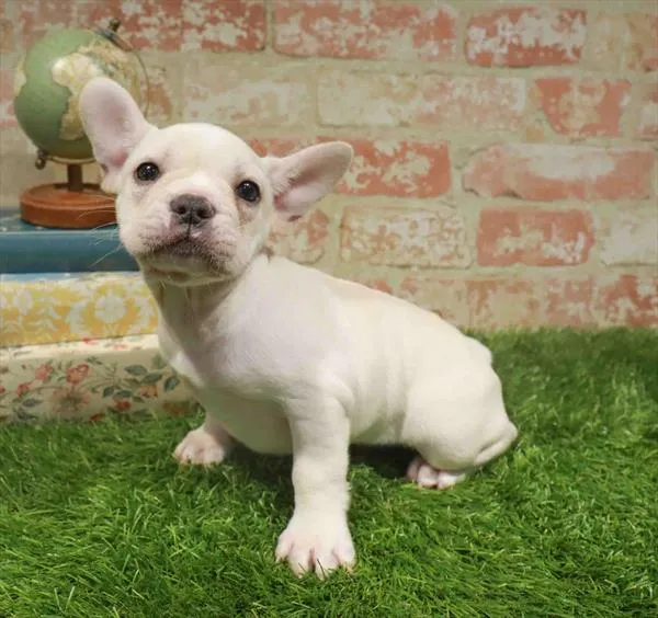 Male French Bulldog puppy named Grant for sale at Waggles Charlotte.