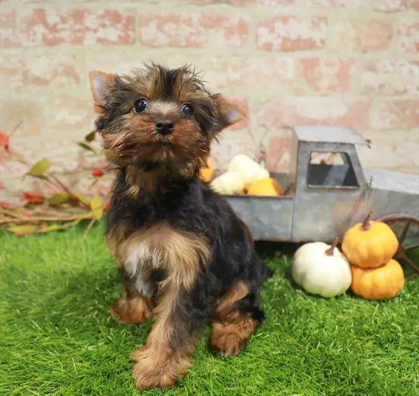 Female Yorkie puppy named Tilly for sale at Waggles Charlotte.