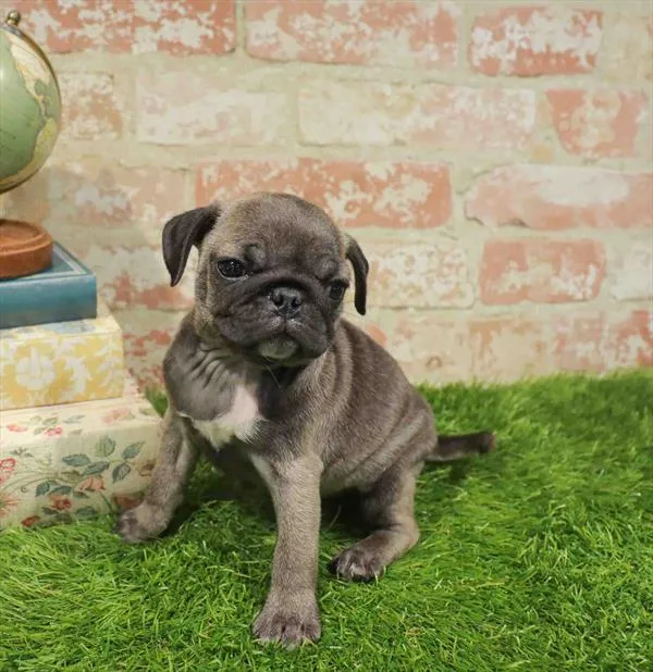 Female Pug puppy named Pugsley for sale at Waggles Greensboro.