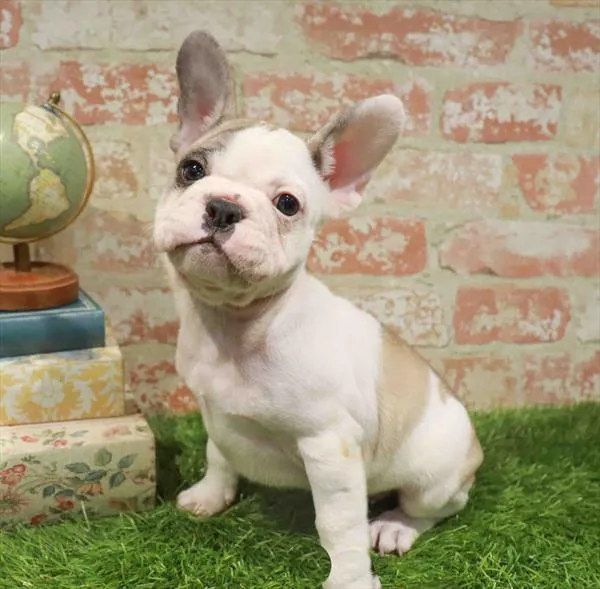 Male French Bulldog puppy named Michael for sale at Waggles Raleigh.