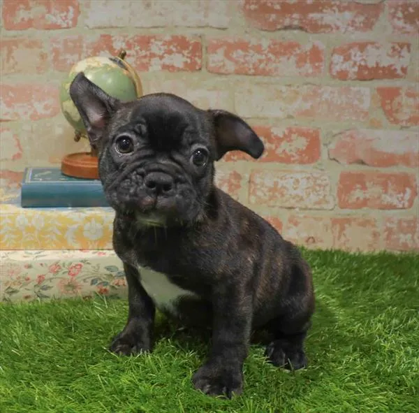Male Frenchton puppy named Harold for sale at Waggles Charlotte.