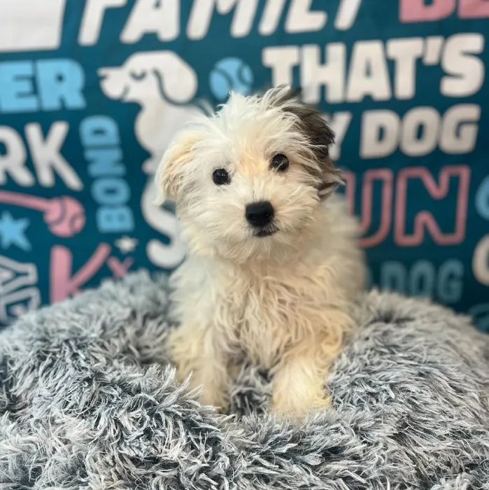 Female Hava-Chon puppy named Swift for sale at Waggles Charlotte.