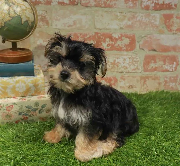 Female Morkie puppy for sale at Waggles Greensboro.