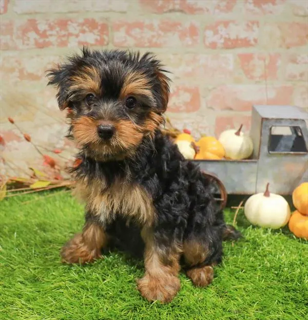 Male Yorkie puppy named Max for sale at Waggles Greensboro.