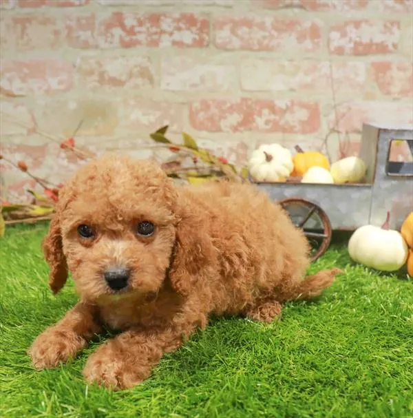 Female Cavapoo puppy named Winnie for sale at Waggles Greensboro.